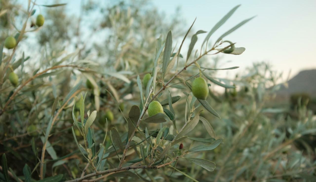 Olive Grove Pensionat Anavyssos Exteriör bild